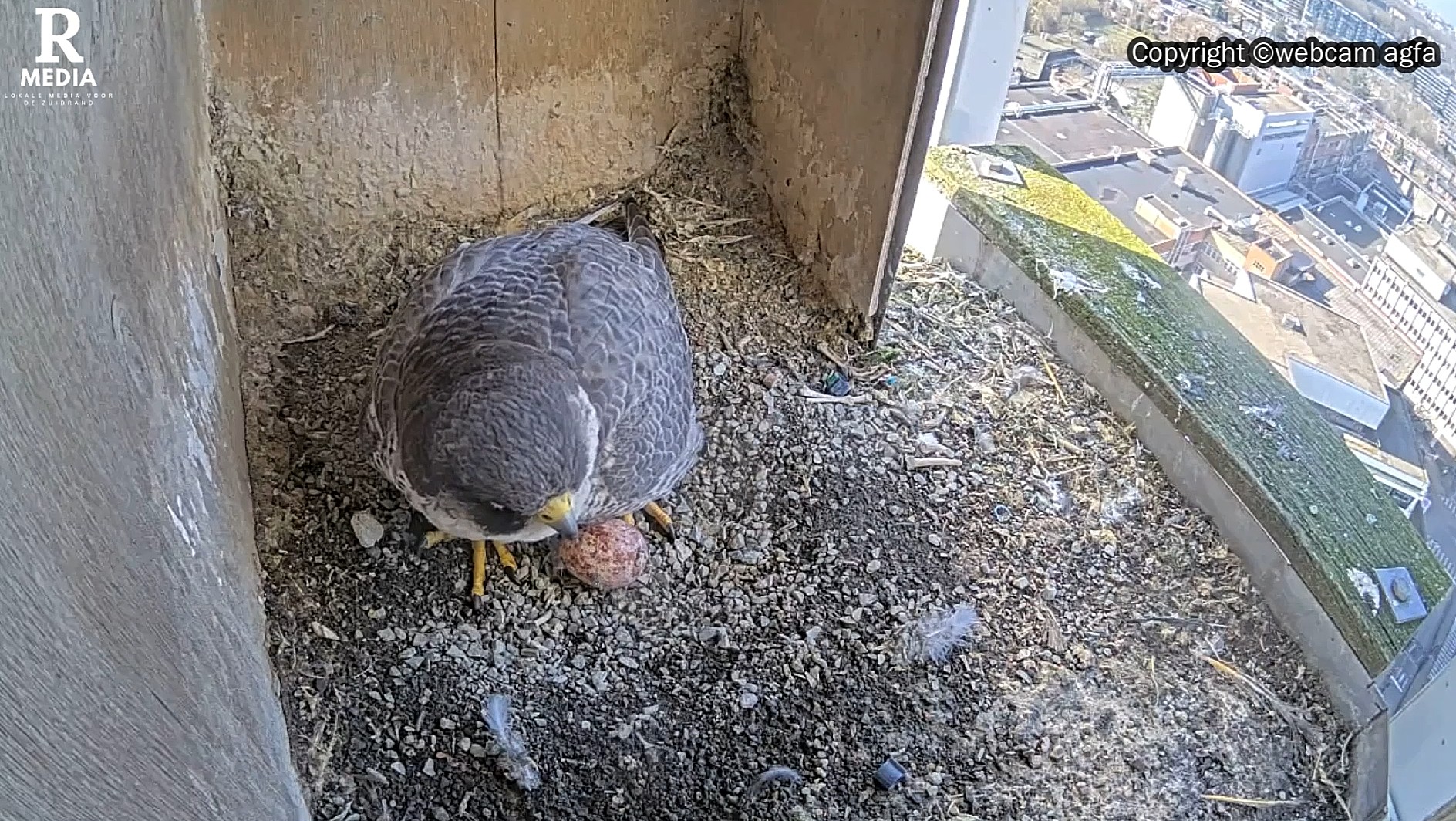 Primeur: eerste slechtvalkeitje van het jaar op camera vastgelegd!